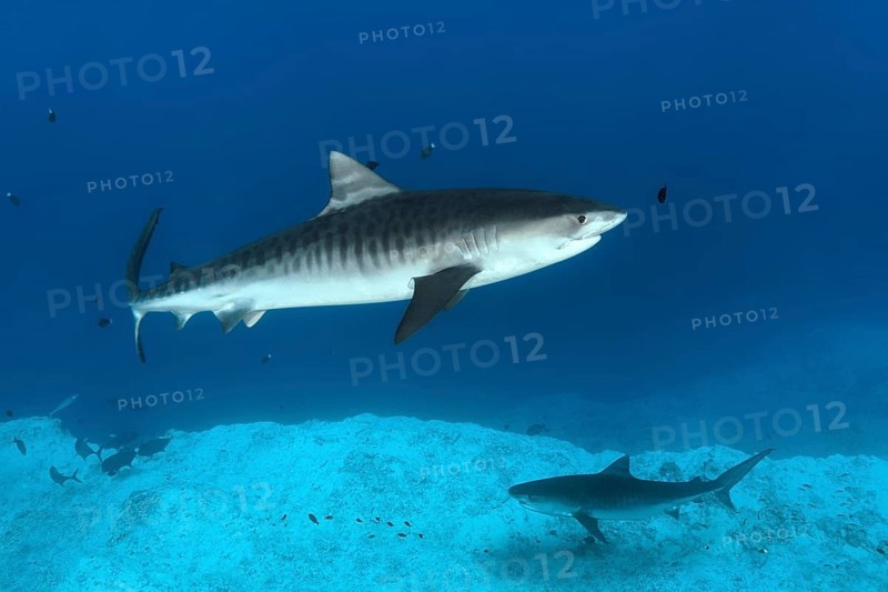 Tiger Shark (Galeocerdo cuvier)