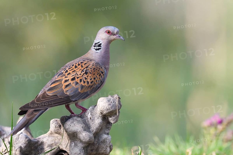 Turtle dove (Streptopelia turtur) on tree stump