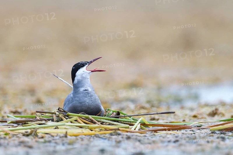 Common tern (Sterna hirundo) at the nest