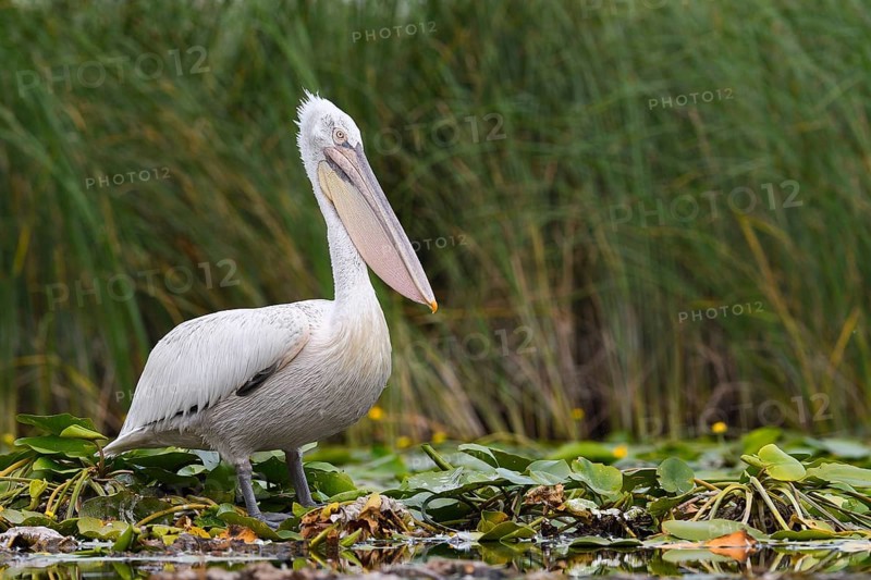 Dalmatian pelican (Pelecanus crispus) on aquatic plant