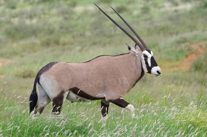 Gemsbok (Oryx gazella)