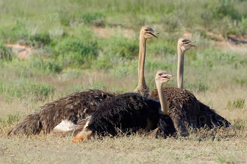 Common ostriches (Struthio camelus)