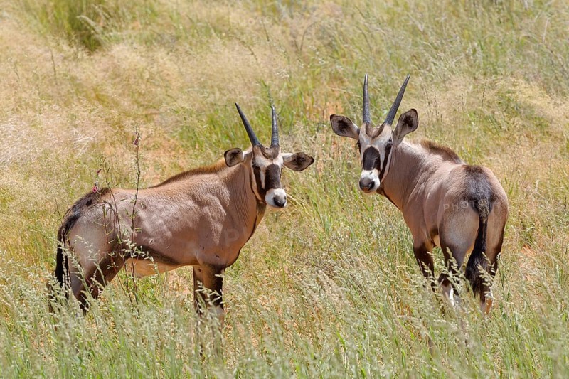 Gemsboks (Oryx gazella)
