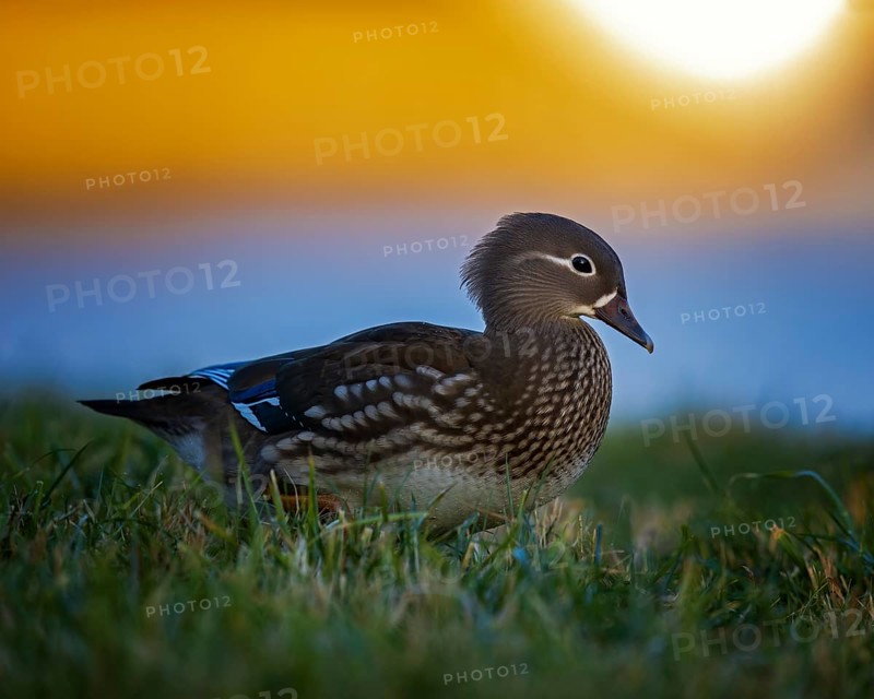 Mandarin duck (Aix galericulata) Females at sunset