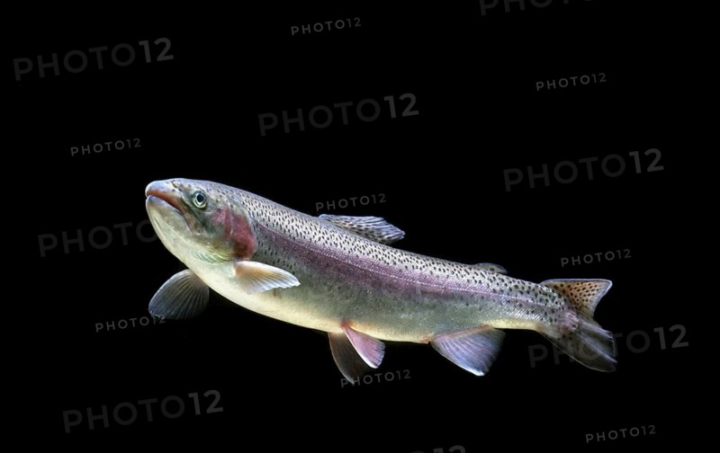Brown trout (Salmo trutta fario)
