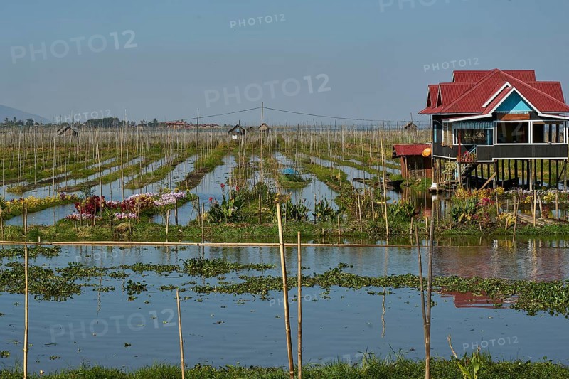 Floating gardens on Inle Lake