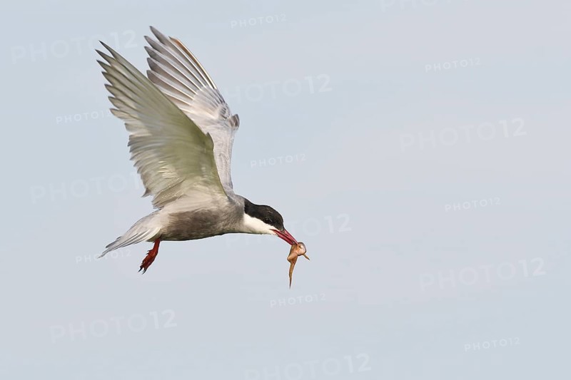 Common tern (Sterna hirundo) with captured frog