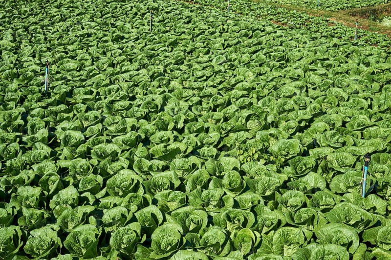 Field with Chinese cabbage