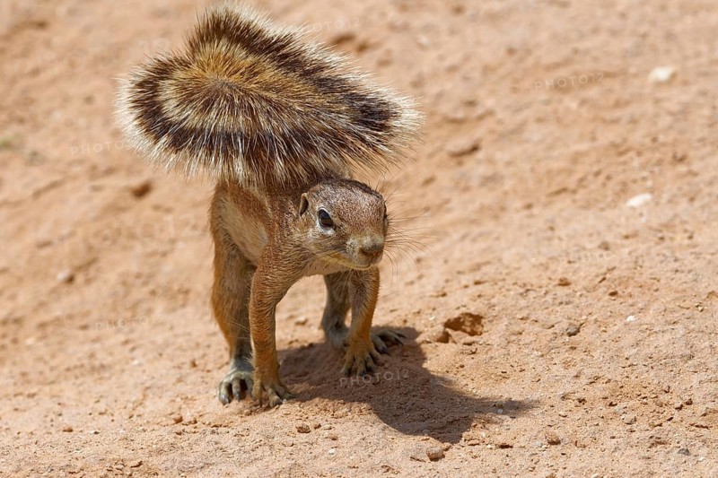 Cape ground squirrel (Xerus inauris)