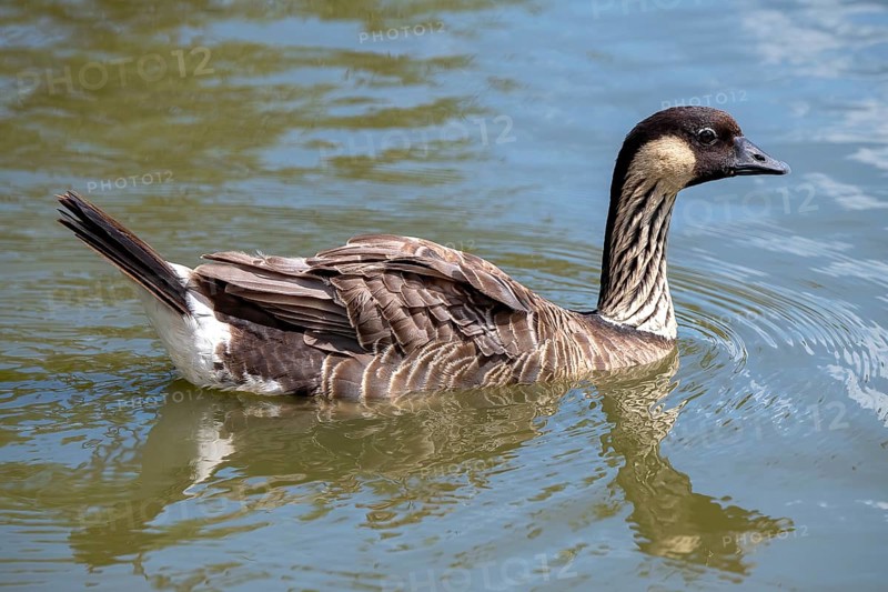 Hawaiian Goose