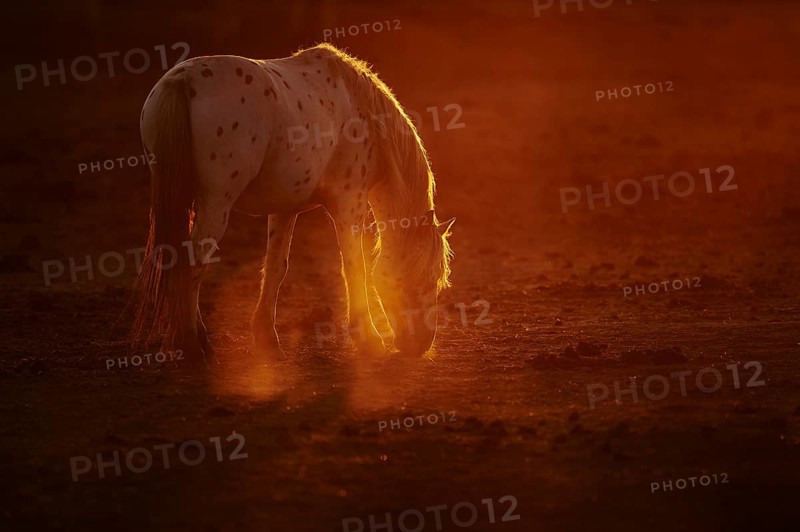 Appaloosa horse in backlight at sunset