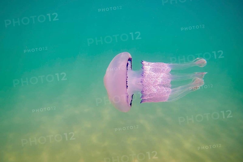 Dustbin-lid jellyfish
