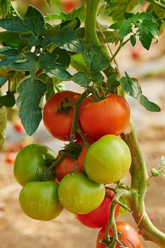 Red and green tomatos at bush