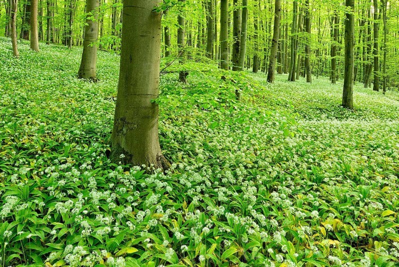 Natural beech forest