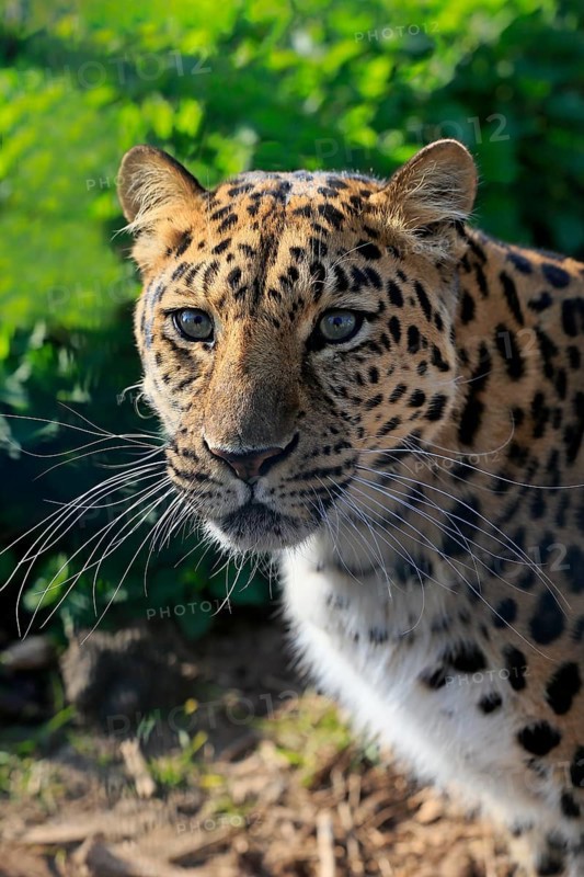 Amur leopard