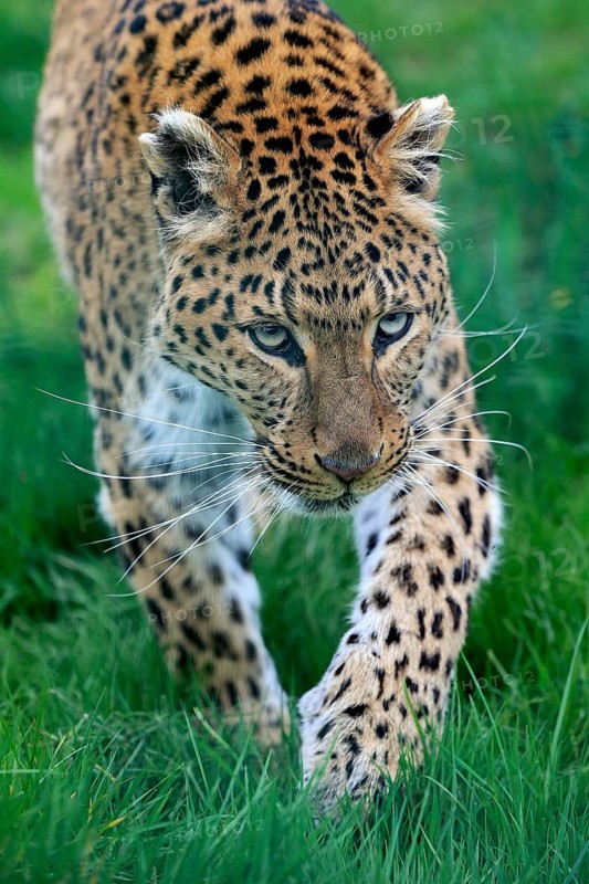 Amur leopard