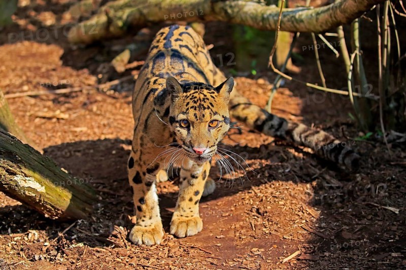 Clouded leopard