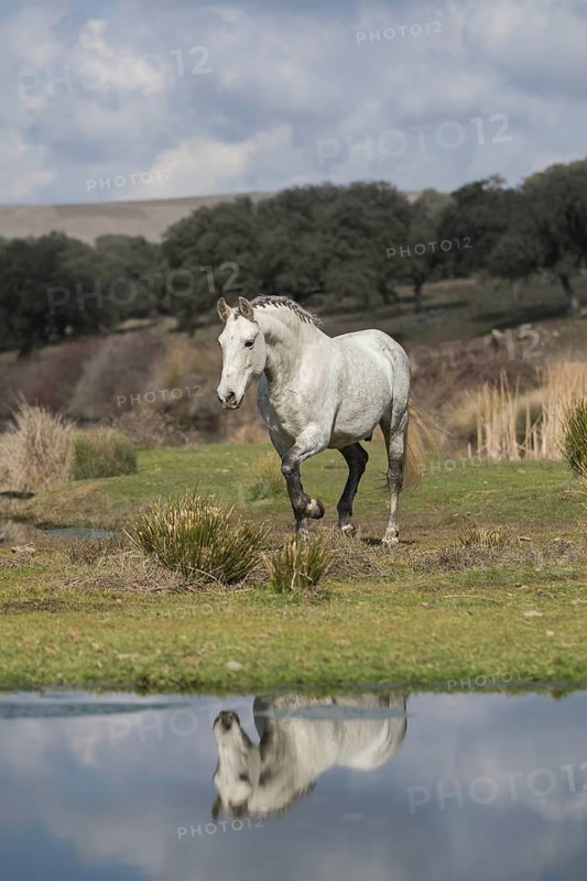 Andalusian horse