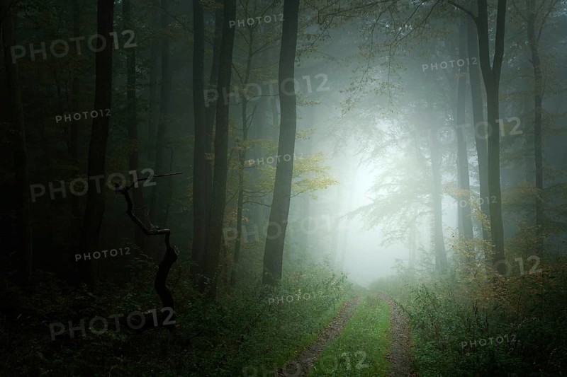 Hiking trail through dark forest