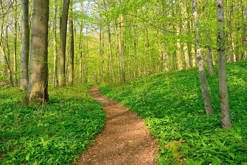 Hiking trail through semi-natural beech forest in spring