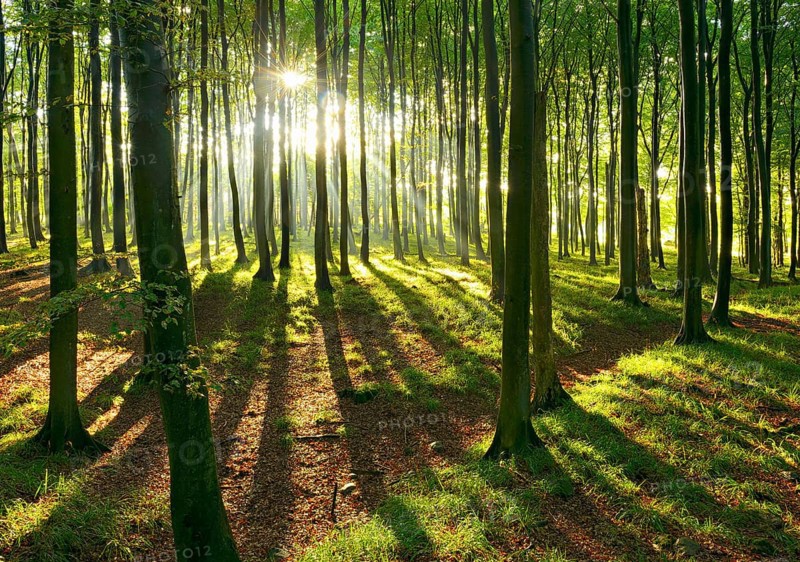 Sunny natural beech forest