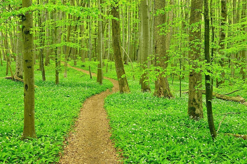 Hiking trail through semi-natural beech forest in spring
