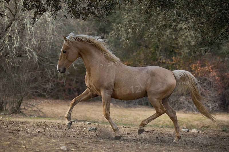Spanish Palomino Stallion in movement