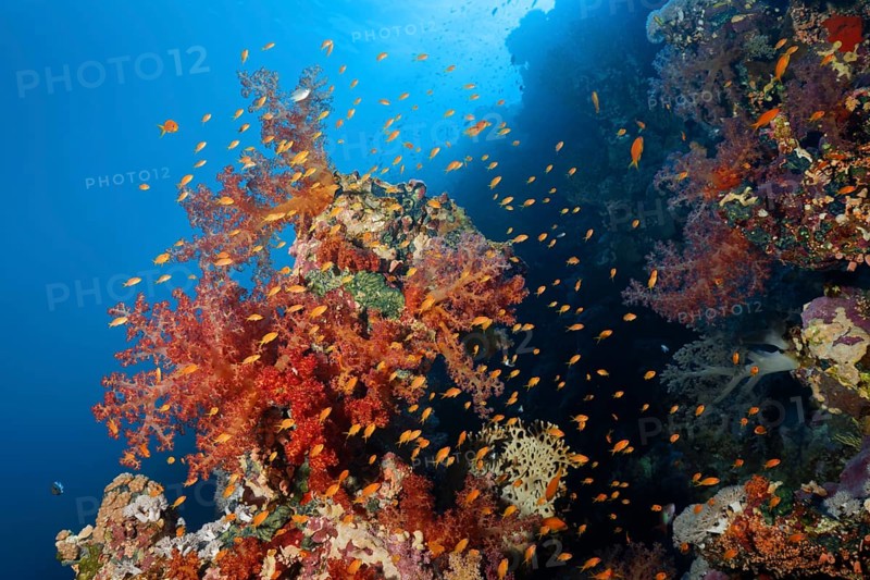 Klunzinger's Soft Corals