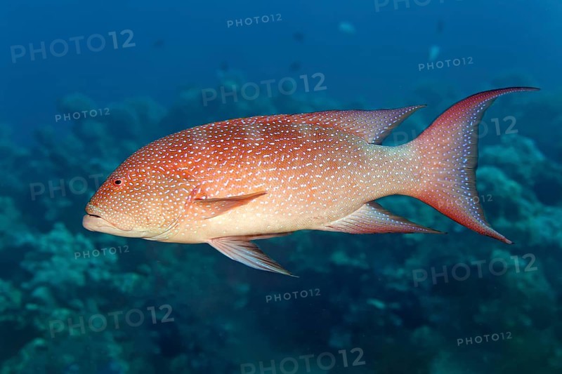 Yellow-edged lyretail