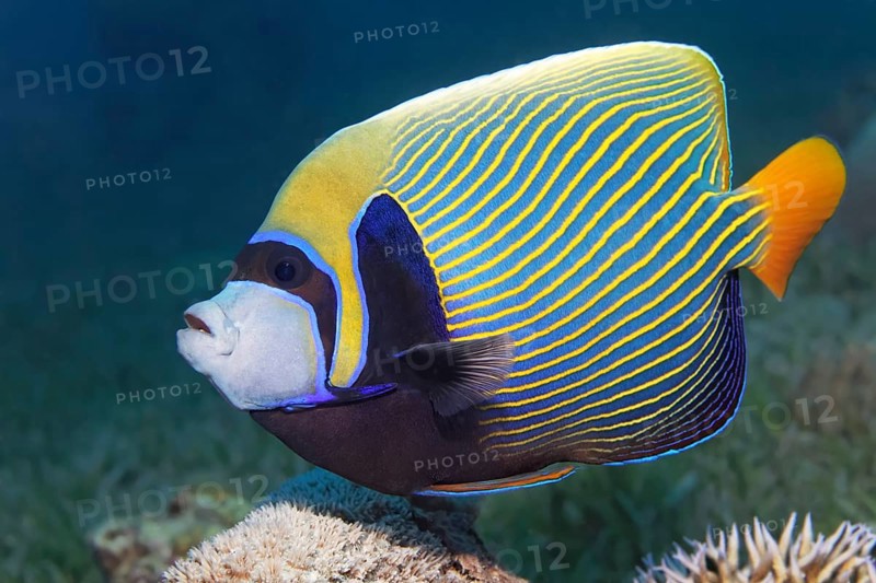 Emperor angelfish