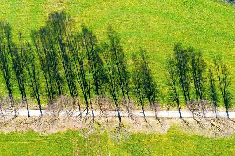 Shadow of avenue in a meadow
