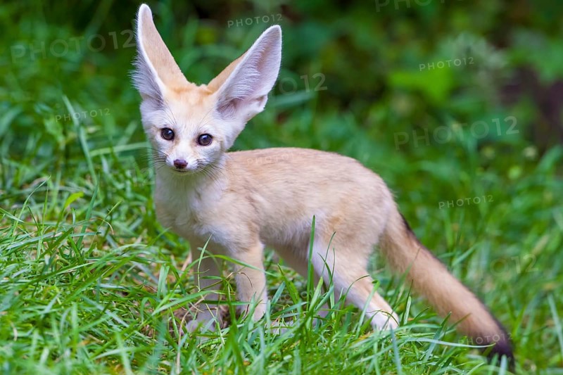 Fennec fox