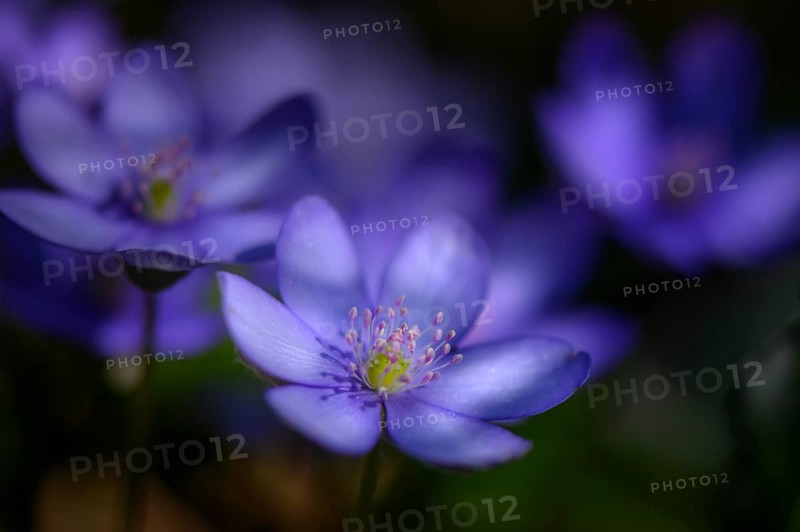 Blue Liverwort