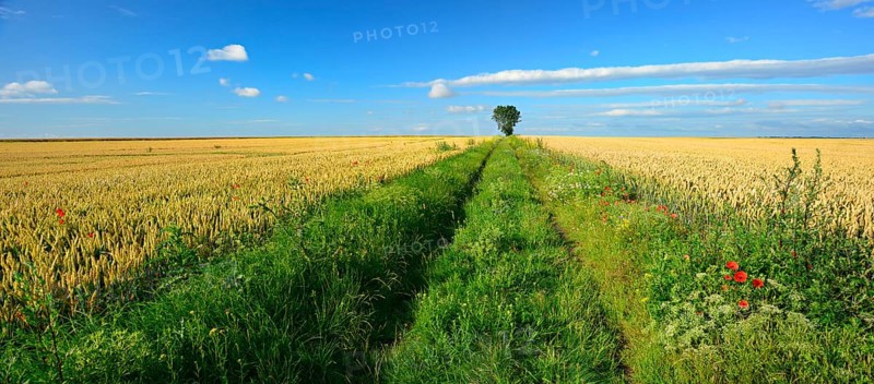 Field path through cultural landscape in summer
