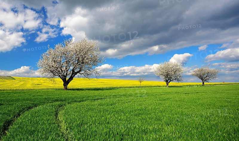 Cultural landscape in spring