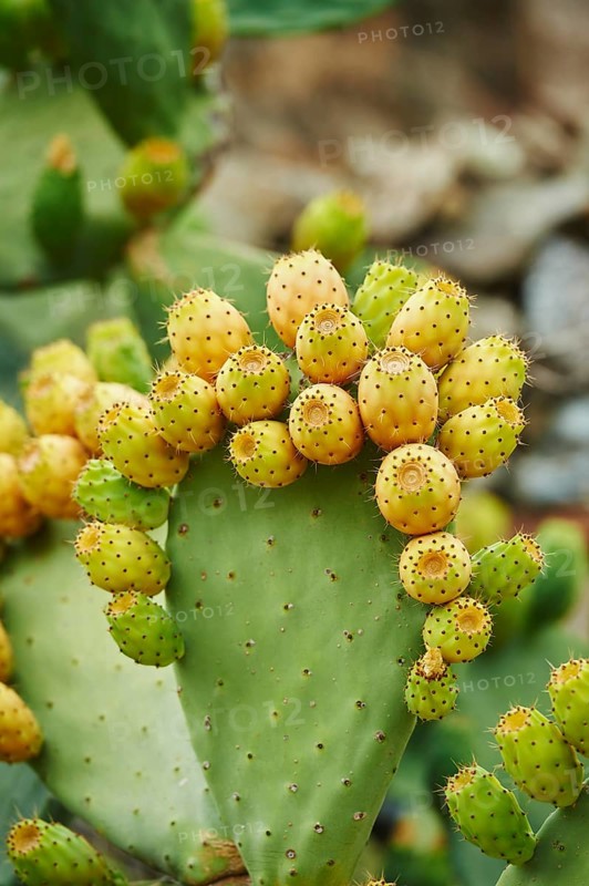Prickly pear