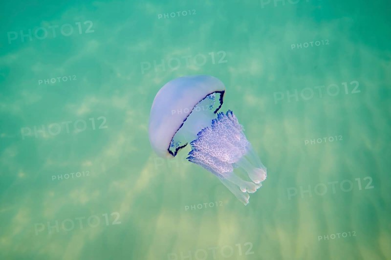 Dustbin-lid jellyfish