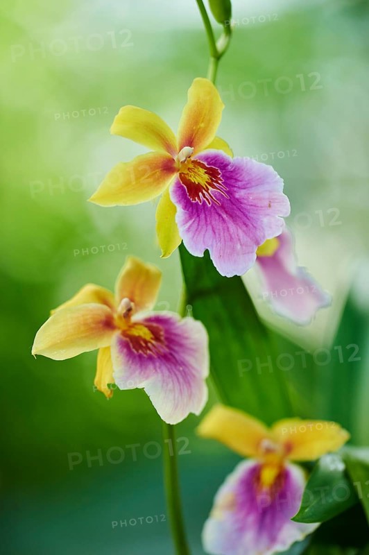 Tropical orchid