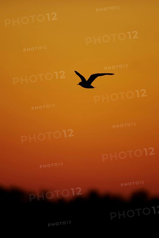 Black-headed gull