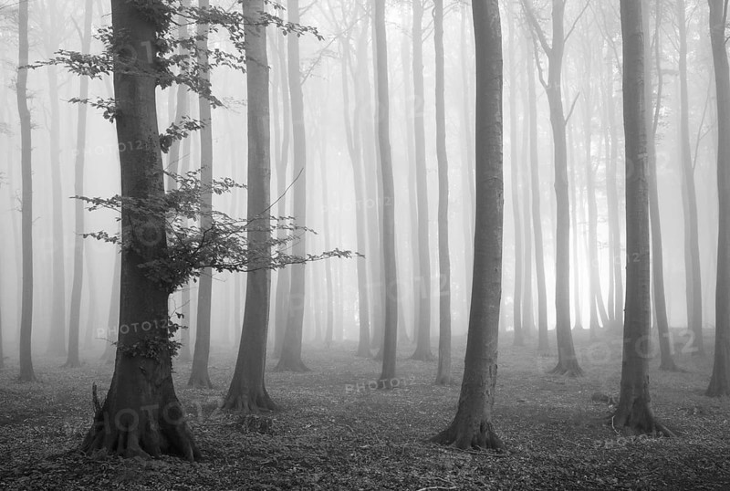 Beech forest in dense fog