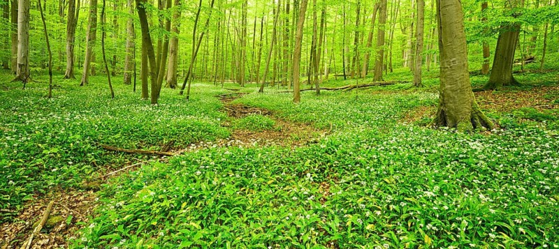 Natural mixed deciduous forest in spring