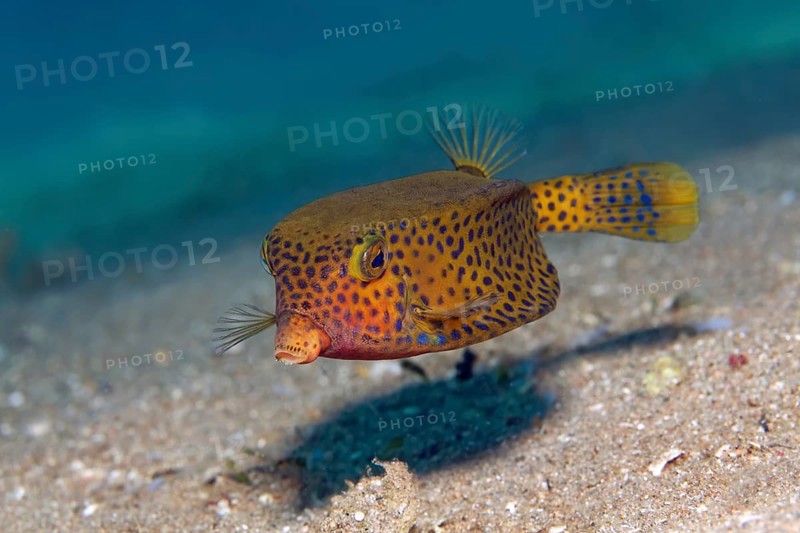 Yellow boxfish