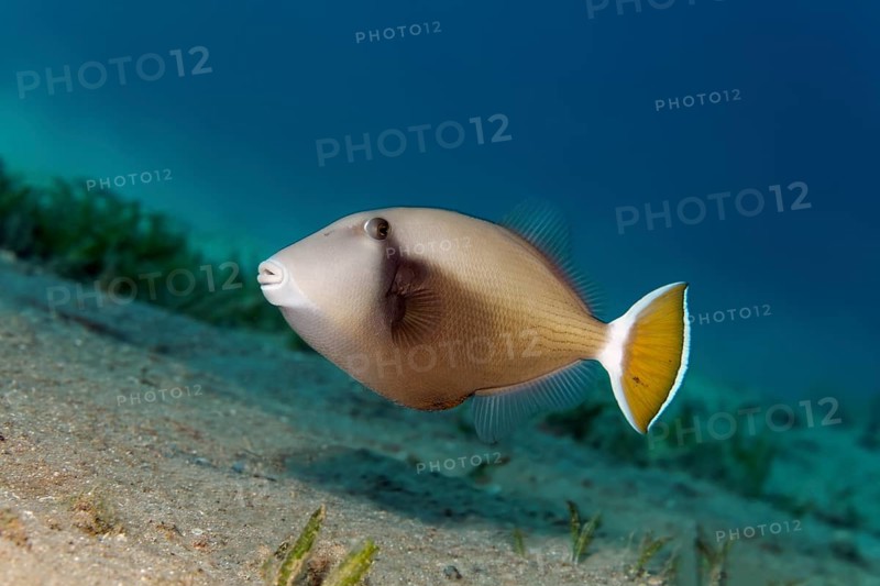 Bluethroat Triggerfish