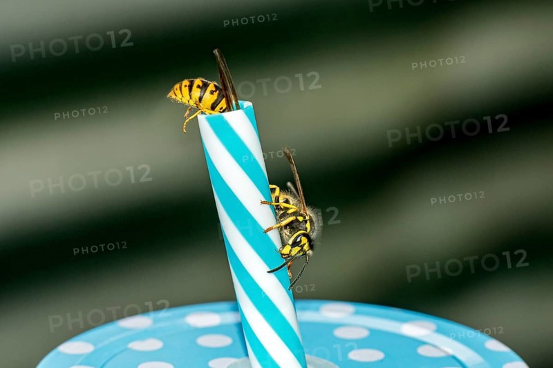 German wasps