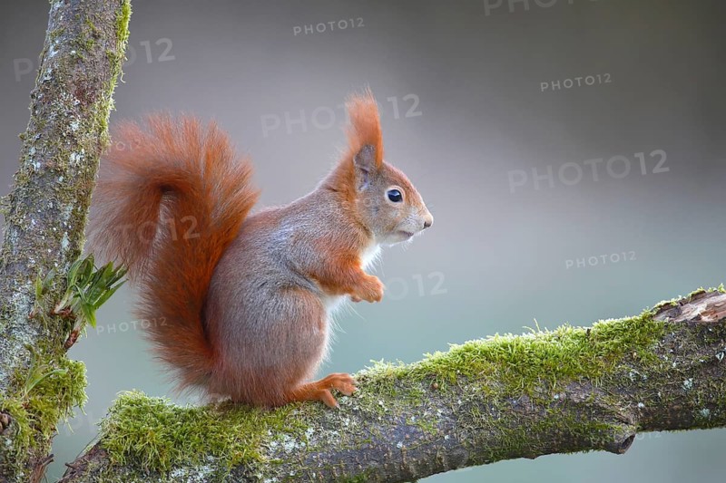 Eurasian red squirrel