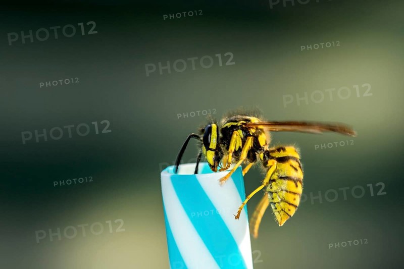 German wasps