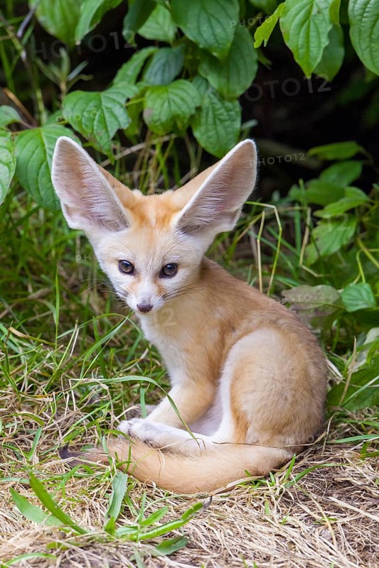 Fennec fox