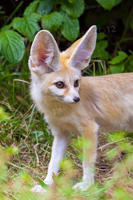 Fennec fox