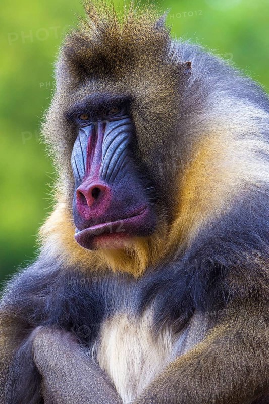 Mandrill