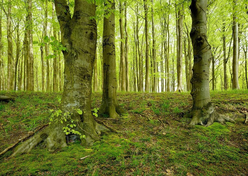 Natural Beeches forest
